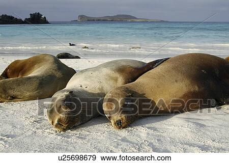 Galapagos sea lions (Zalophus wollebaeki) hauled out on the beach in Gardner Bay on Espanola Island in the Galapagos Island roup, Ecuador. Pacific Ocean. View Large Photo Image Stock Photo - Galapagos sea lions (Zalophus wollebaeki) hauled out on the beach in Gardner Bay on Espanola Island in the Galapagos Island roup, Ecuador. Pacific Ocean.. Fotosearch