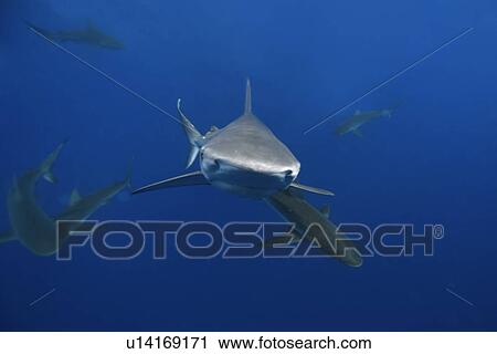 Galapagos sharks, Carcharhinus galapagensis, Oahu, Hawaii (rr) View Large Photo Image Stock Image - Galapagos sharks, Carcharhinus galapagensis, Oahu, Hawaii (rr). Fotosearch