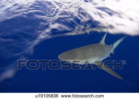 Galapagos sharks, Carcharhinus galapagensis, Oahu, Hawaii View Large Photo Image Stock Photograph - Galapagos sharks, Carcharhinus galapagensis, Oahu, Hawaii. Fotosearch