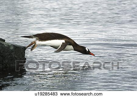 Gentoo Penguin (Pygoscelis Papua) adult returning to the ocean to feed on a rocky beach in Antarctica. View Large Photo Image Stock Image - Gentoo Penguin (Pygoscelis Papua) adult returning to the ocean to feed on a rocky beach in Antarctica.. Fotosearch
