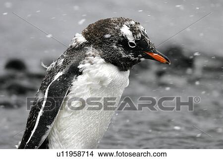 Gentoo Penguin (Pygoscelis Papua) chick fledging in snow flurries in Antarctica. View Large Photo Image Picture - Gentoo Penguin (Pygoscelis Papua) chick fledging in snow flurries in Antarctica.. Fotosearch