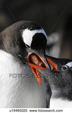 Gentoo Penguin (Pygoscelis Papua) chick being fed by parent. Antarctica. View Large Photo Image Stock Photography - Gentoo Penguin (Pygoscelis Papua) chick being fed by parent. Antarctica.. Fotosearch