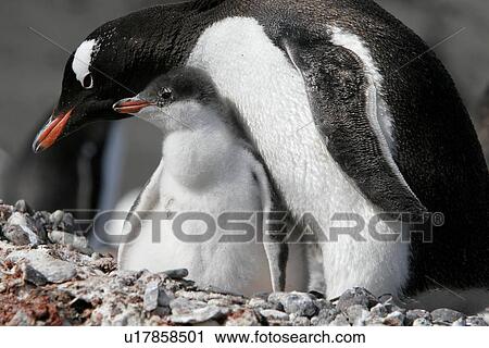 Stock Image - Gentoo penguin (Pygoscelis Papua) downy chick near parent in the Aitcho Island Group, South Shetland Islands, Antarctica.. Fotosearch
