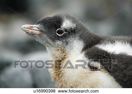 Gentoo penguin (Pygoscelis Papua) downy chick on Jougla Point, Wiencke Island, near the Antarctic Peninsula. View Large Photo Image Stock Photo - Gentoo penguin (Pygoscelis Papua) downy chick on Jougla Point, Wiencke Island, near the Antarctic Peninsula.. Fotosearch