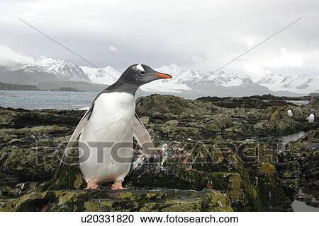 Gentoo penguin (Pygoscelis Papua) on the beach at Prion Island in the Bay of Isles on South Georgia Island, South Atlantic Ocean. View Large Photo Image Stock Image - Gentoo penguin (Pygoscelis Papua) on the beach at Prion Island in the Bay of Isles on South Georgia Island, South Atlantic Ocean.. Fotosearch