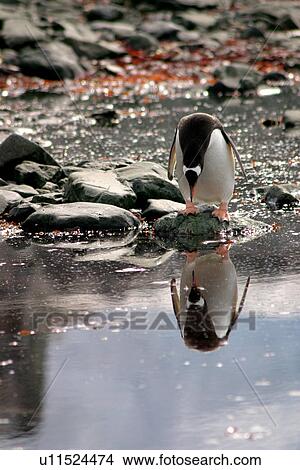 Picture - Gentoo penguin (Pygoscelis Papua) looking at its reflection, Antarctica Peninsula. Fotosearch