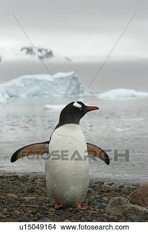 Gentoo Penguin (Pygoscelis Papua) Pristine - after a morning dip. Neko Harbour, Antarctica. View Large Photo Image Picture - Gentoo Penguin (Pygoscelis Papua) Pristine - after a morning dip. Neko Harbour, Antarctica.. Fotosearch