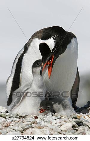 Picture - Gentoo penguin (Pygoscelis Papua) parent feeding downy chick on Pleneau Island, near the Antarctic Peninsula.. Fotosearch