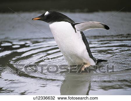 Gentoo penguin (Pygoscelis Papua) walking through shallows, Antarctic Peninsula View Large Photo Image Stock Image - Gentoo penguin (Pygoscelis Papua) walking through shallows, Antarctic Peninsula. Fotosearch