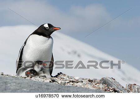 Stock Image - Gentoo penguin (Pygoscelis Papua) parent with two downy chicks on Pleneau Island, near the Antarctic Peninsula.. Fotosearch