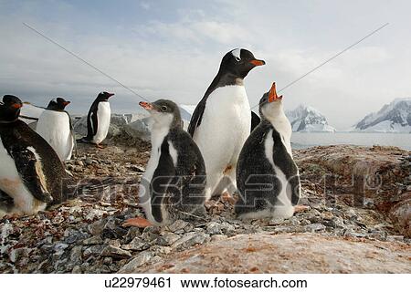 Stock Image - Gentoo penguin (Pygoscelis Papua) parent with downy chicks on Petermann Island, near the Antarctic Peninsula.. Fotosearch
