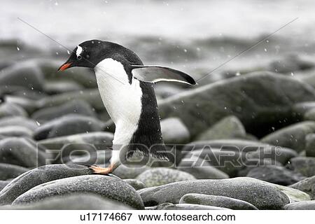 Gentoo Penguin (Pygoscelis Papua) leaping from rock to rock on the beach in Antarctica. View Large Photo Image Stock Photo - Gentoo Penguin (Pygoscelis Papua) leaping from rock to rock on the beach in Antarctica.. Fotosearch