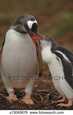 Gentoo Penguin (Pygoscelis Papua) feeding chick Moltke Island, Antarctic Peninsula View Large Photo Image Stock Photograph - Gentoo Penguin (Pygoscelis Papua) feeding chick Moltke Island, Antarctic Peninsula. Fotosearch