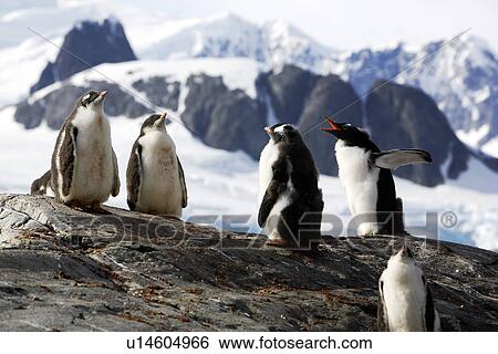 Gentoo Penguin (Pygoscelis Papua) creche (protective group of chicks while parents are at sea feeding) Antarctic Peninsula. View Large Photo Image Stock Photograph - Gentoo Penguin (Pygoscelis Papua) creche (protective group of chicks while parents are at sea feeding) Antarctic Peninsula.. Fotosearch