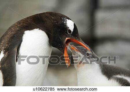 Gentoo penguin (Pygoscelis Papua) parent feeding downy chick on Jougla Point, Wiencke Island, near the Antarctic Peninsula. View Large Photo Image Stock Photography - Gentoo penguin (Pygoscelis Papua) parent feeding downy chick on Jougla Point, Wiencke Island, near the Antarctic Peninsula.. Fotosearch