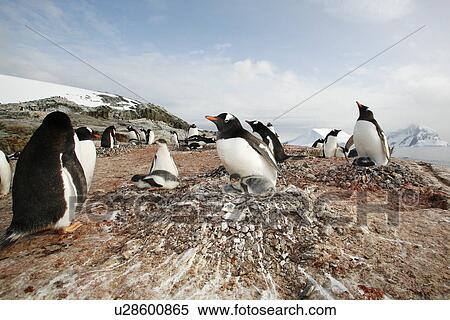 Gentoo penguin (Pygoscelis Papua) parent with downy chicks on Petermann Island, near the Antarctic Peninsula. View Large Photo Image Stock Photography - Gentoo penguin (Pygoscelis Papua) parent with downy chicks on Petermann Island, near the Antarctic Peninsula.. Fotosearch