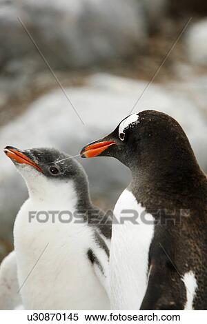 Gentoo penguin (Pygoscelis Papua) parent feeding downy chick on Jougla Point, Wiencke Island, near the Antarctic Peninsula. View Large Photo Image Stock Photography - Gentoo penguin (Pygoscelis Papua) parent feeding downy chick on Jougla Point, Wiencke Island, near the Antarctic Peninsula.. Fotosearch