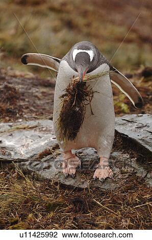 Gentoo Penguin (Pygoscelis Papua) with nesting material Moltke Island, Antarctic Peninsula View Large Photo Image Stock Image - Gentoo Penguin (Pygoscelis Papua) with nesting material Moltke Island, Antarctic Peninsula. Fotosearch