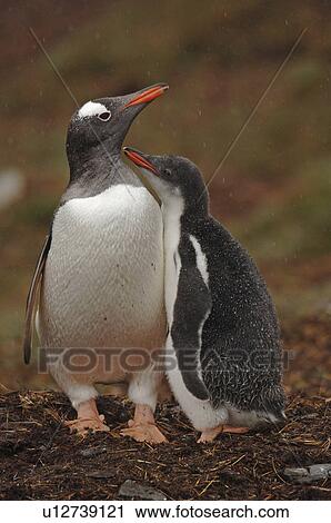 Stock Image - Gentoo Penguin (Pygoscelis Papua) with chick Moltke Island, Antarctic Peninsula. Fotosearch
