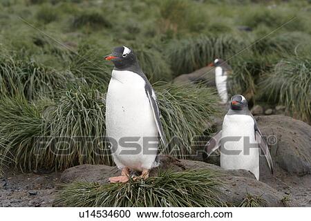 Gentoo penguins (Pygoscelis Papua) on the beach in tussock grass at Prion Island in the Bay of Isles on South Georgia Island, South Atlantic Ocean. View Large Photo Image Stock Image - Gentoo penguins (Pygoscelis Papua) on the beach in tussock grass at Prion Island in the Bay of Isles on South Georgia Island, South Atlantic Ocean.. Fotosearch