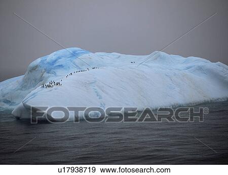Stock Photo - Gentoo penguins (Pygoscelis Papua) on large ice floe Antarctica. Fotosearch