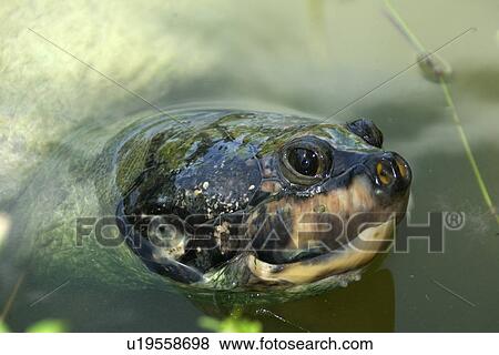 Giant amazon river turtle, Podocnemis expansa, Manaus, Amazonas, Brazil View Large Photo Image Stock Photo - Giant amazon river turtle, Podocnemis expansa, Manaus, Amazonas, Brazil. Fotosearch