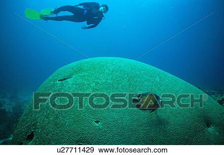Stock Photo - Giant Brain Coral and diver, Tobago.. Fotosearch
