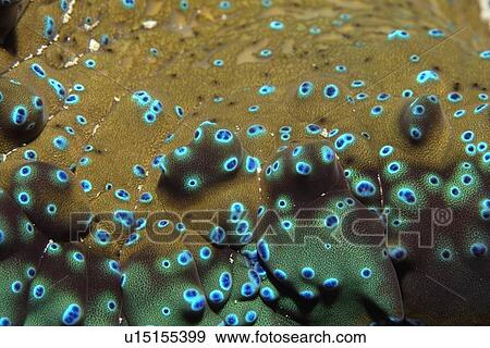 Giant clam, Tridacna gigas, detail of mantle covered with eye spots, Rongelap, Marshall Islands, Micronesia View Large Photo Image Stock Photo - Giant clam, Tridacna gigas, detail of mantle covered with eye spots, Rongelap, Marshall Islands, Micronesia. Fotosearch