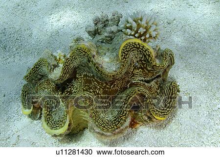 Giant Fluted Clam (Tridacna squamosa) on sandy bottom, Namu atoll, Marshall Islands (N. Pacific) View Large Photo Image Stock Image - Giant Fluted Clam (Tridacna squamosa) on sandy bottom, Namu atoll, Marshall Islands (N. Pacific). Fotosearch