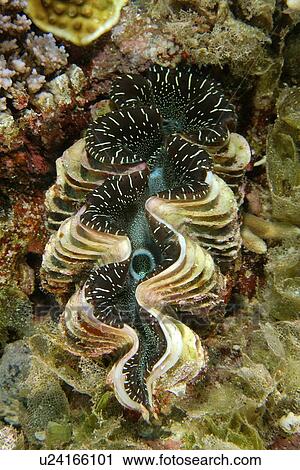 Giant fluted clam, Tridacna squamosa, Namu atoll, Marshall Islands (N. Pacific) View Large Photo Image Stock Image - Giant fluted clam, Tridacna squamosa, Namu atoll, Marshall Islands (N. Pacific). Fotosearch