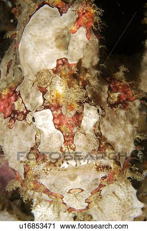 Giant frogfish, Antennarius commersoni, head detail, Puerto Galera, Mindoro, Philippines View Large Photo Image Stock Image - Giant frogfish, Antennarius commersoni, head detail, Puerto Galera, Mindoro, Philippines. Fotosearch