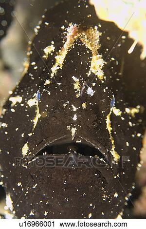 Giant frogfish, Antennarius commersoni, black phase, head detail, Puerto Galera, Mindoro, Philippines View Large Photo Image Stock Image - Giant frogfish, Antennarius commersoni, black phase, head detail, Puerto Galera, Mindoro, Philippines. Fotosearch