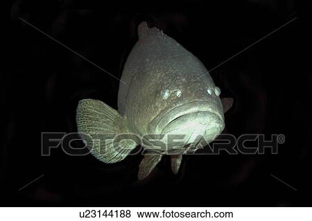 Stock Photo - Giant grouper, Epinephelus lanceolatus; Indo-Pacific ranging from East Africa to French Polynesia and Japan to Australia; captive. Fotosearch