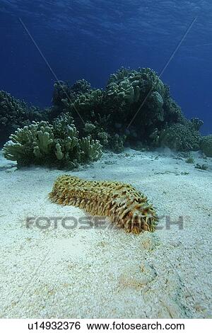 Giant sea cucumber, (Thelenota ananas), skin detail, Namu atoll, Marshall Islands (N. Pacific) View Large Photo Image Stock Photograph - Giant sea cucumber, (Thelenota ananas), skin detail, Namu atoll, Marshall Islands (N. Pacific). Fotosearch