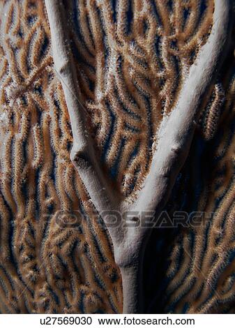 Stock Image - Giant sea fan (Annella mollis). Ras Ghamila, Sharm El Sheikh, South Sinai, Red Sea, Egypt.. Fotosearch