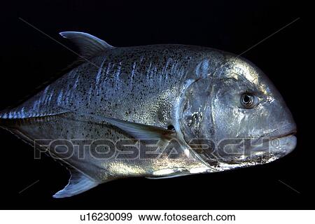 Giant trevally, Caranx ignobilis, Rongelap, Marshall Islands, Micronesia View Large Photo Image Stock Photo - Giant trevally, Caranx ignobilis, Rongelap, Marshall Islands, Micronesia. Fotosearch