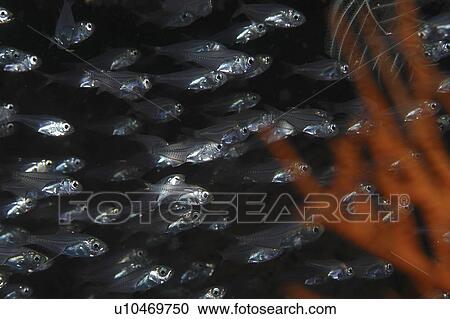 Stock Image - Glass fish in cave (Parapriacanthus guentheri), large school of fish swimming behind red coral sea fan with dark background, Mabul, Borneo, Malaysia, South China Sea. Fotosearch