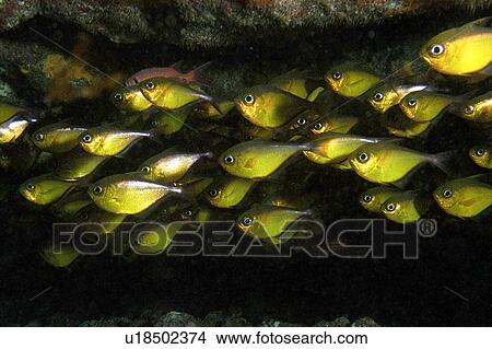 Picture - Glassy sweeper schooling, Pempheris schomburgki, Fernando de Noronha national marine sanctuary, Pernambuco, Brazil (South Atlantic). Fotosearch