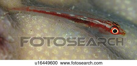 Goby (Bryaninops sp) Marsa Alarm, Egypt, Red Sea (rr) View Large Photo Image Stock Image - Goby (Bryaninops sp) Marsa Alarm, Egypt, Red Sea (rr). Fotosearch