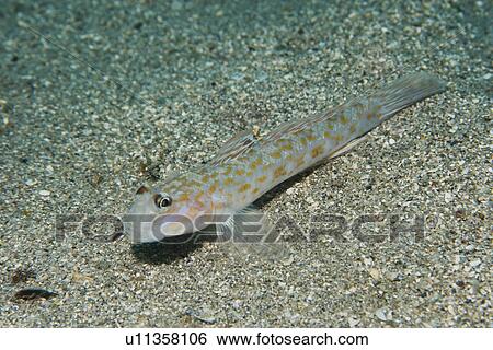 Stock Photograph - Goby (Istiogobius hoshinonis) Seopsom island, Jeju-Do, South Korea (East Sea). Fotosearch