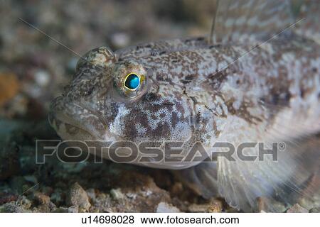Goby. Sark, Channel Islands, UK View Large Photo Image Stock Photo - Goby. Sark, Channel Islands, UK. Fotosearch