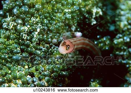Stock Photograph - Goby, Similan Islands, Thailand (Andaman Sea). Fotosearch