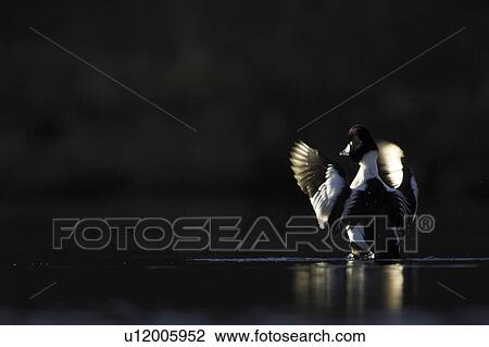 Stock Image - Golden Eye Drake Duck (Bucephala clangula) against dark trees flapping wings. Highlighted by late evening sunshine. Argyll, Scotland. Fotosearch