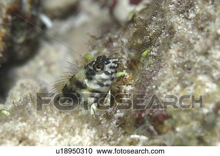 Stock Image - Goldline Blenny (Malacoctenus aurolineatus), great profile of head appearing above algae showing all coloration, Cayman Brac, Cayman Islands, Caribbean. Fotosearch