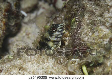 Goldline Blenny (Malacoctenus aurolineatus), great profile of head appearing above algae showing all coloration, Cayman Brac, Cayman Islands, Caribbean View Large Photo Image Stock Photography - Goldline Blenny (Malacoctenus aurolineatus), great profile of head appearing above algae showing all coloration, Cayman Brac, Cayman Islands, Caribbean. Fotosearch
