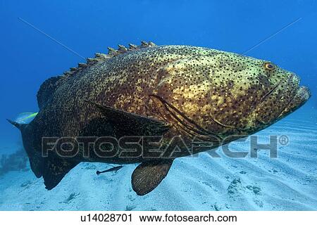 Stock Image - Goliath grouper, Epinephelus itajara, Molasses Reef, Key Largo, Florida, USA, Atlantic Ocean. Fotosearch