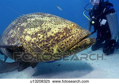 Stock Photography - Goliath grouper, Epinephelus itajara, and shark diver, Molasses Reef, Key Largo, Florida, USA, Atlantic Ocean. Fotosearch