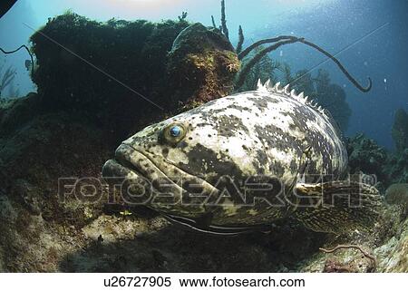 Goliath Grouper (Epinephelus itajara) large grouper turning across camera amidst corals, Little Cayman Island, Cayman Islands, Caribbean View Large Photo Image Stock Photography - Goliath Grouper (Epinephelus itajara) large grouper turning across camera amidst corals, Little Cayman Island, Cayman Islands, Caribbean. Fotosearch