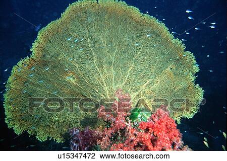 Gorgonian fan, Subergorgia mollis, Similan Islands, Thailand (Andaman Sea) View Large Photo Image Stock Image - Gorgonian fan, Subergorgia mollis, Similan Islands, Thailand (Andaman Sea). Fotosearch