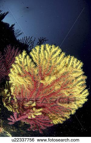 Gorgonian Sea Fan (Gorgonia sp. ). Sardinia, Italy View Large Photo Image Stock Photograph - Gorgonian Sea Fan (Gorgonia sp. ). Sardinia, Italy. Fotosearch